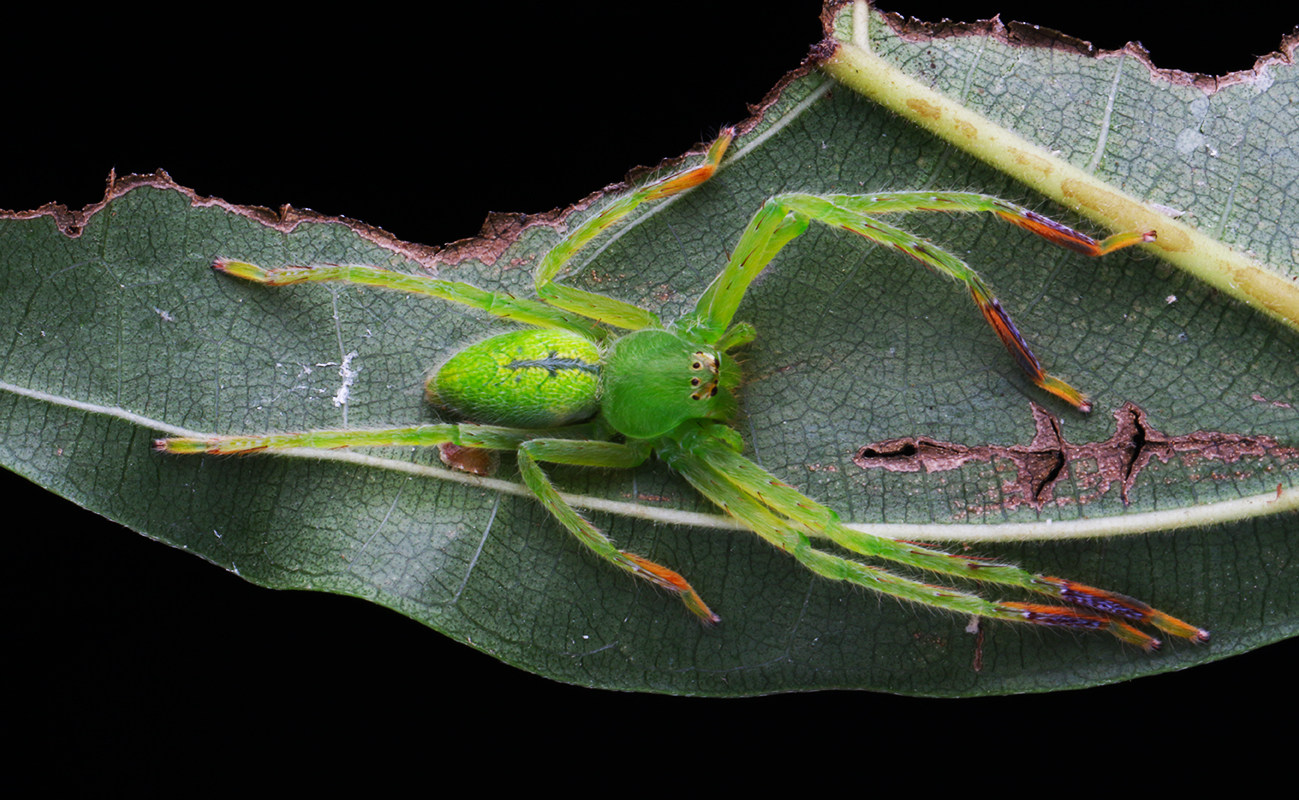 特价宠物蜘蛛_森林野人  密毛巨蟹幼体  活体蜘蛛  摄影昆虫优惠券