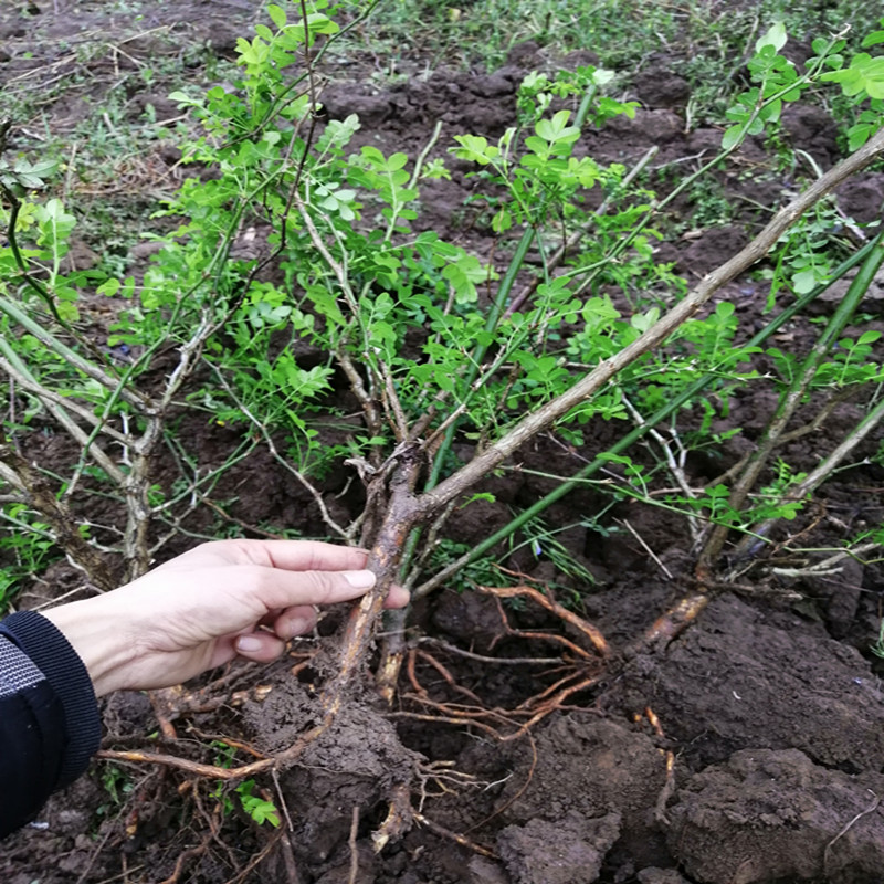 特价刺梨苗_三棵包邮贵州老品种有籽刺梨三年树苗 保湿现挖现发 耐寒