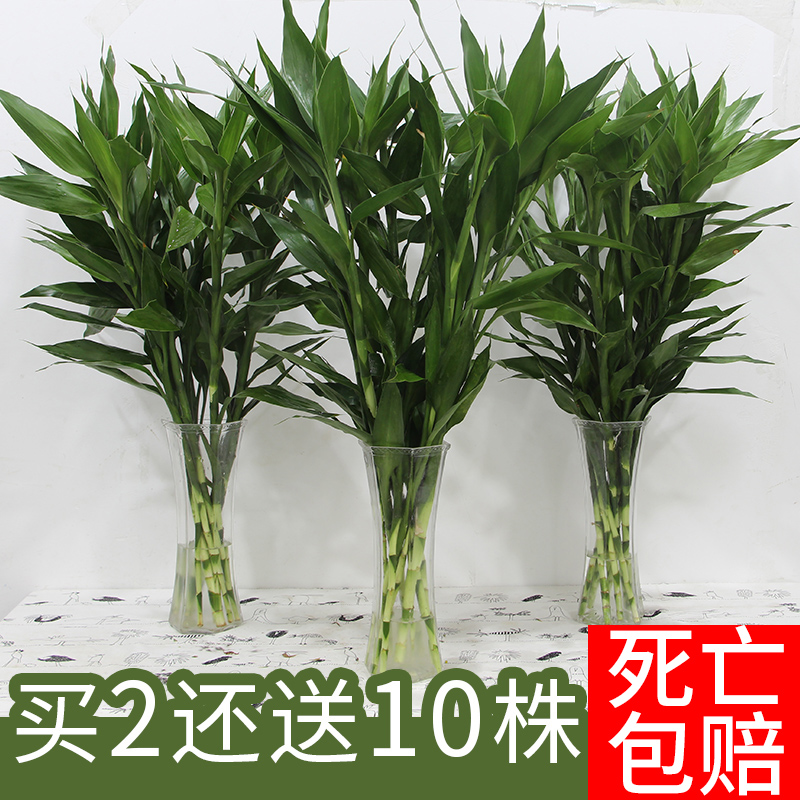 水培富贵竹办公室盆栽绿植盆景水生植物水养转运竹观音竹净化空气