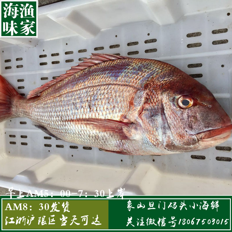 海鮮水産加吉魚新鮮鲷魚深海班加吉加地真鲷海捕銅盆魚鮮活刺身在類目 水產肉類/新鮮蔬果/熟食, 海鮮/水產品/製品, 其它中 - 來自Buy2taobao.com提供專業的淘寶代購服務
