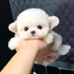 飞耳比熊犬幼犬纯种卷毛小体白色迷你茶杯宠物狗泰迪狗狗活体幼崽