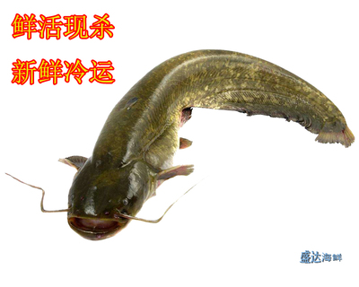 3斤大鲶鱼鲜活鲇鱼淡水活体土鲇鲜活新鲜水产包杀好