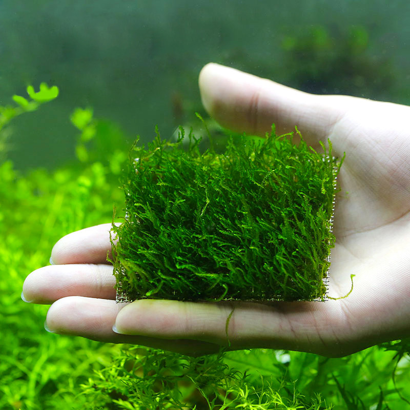 热销翡翠莫斯_莫斯合集造景鱼缸水草前景草莫丝珊瑚莫斯翡翠莫斯片装