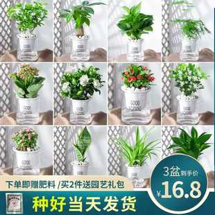 绿萝吊兰发财树绿植花卉盆栽办公室内桌面小多肉植物水培好养文竹