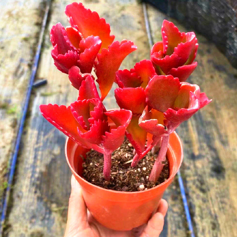 多肉朱莲怎么养