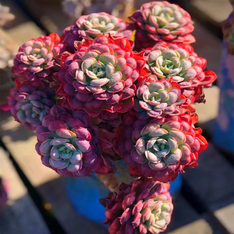 超大雨滴多头老桩植物盆景阳台多肉绿植精品高档稀有品种带盆栽好