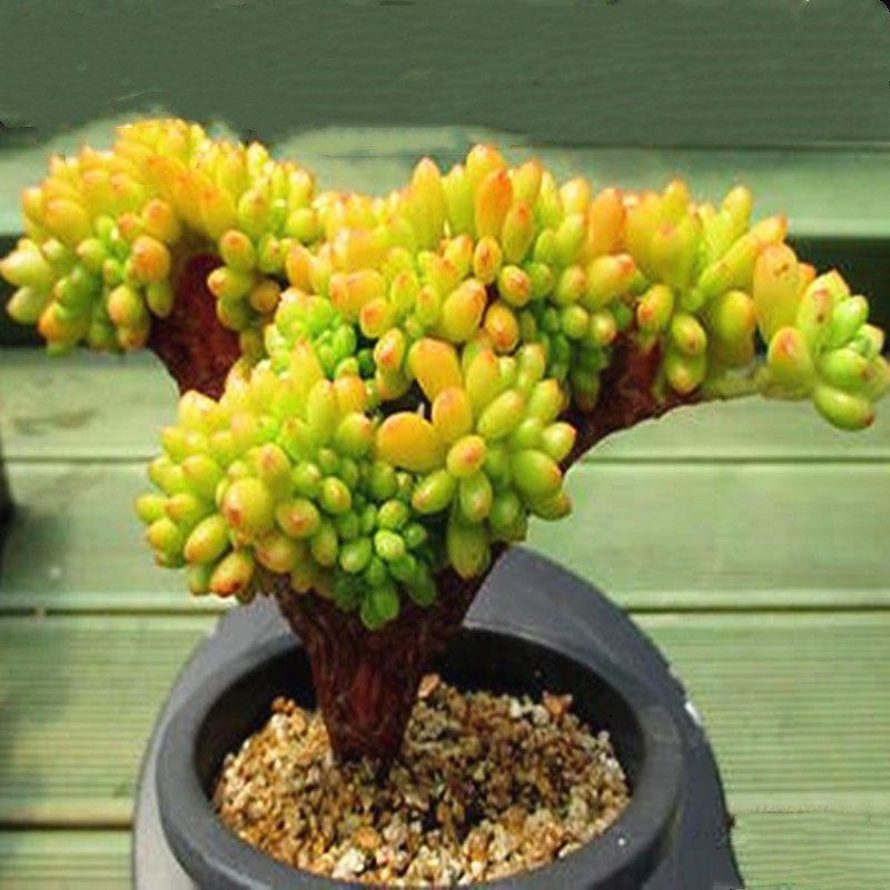 丸叶松之绿缀化老桩多肉植物稀有精品庭院美观净化空气盆栽绿植花