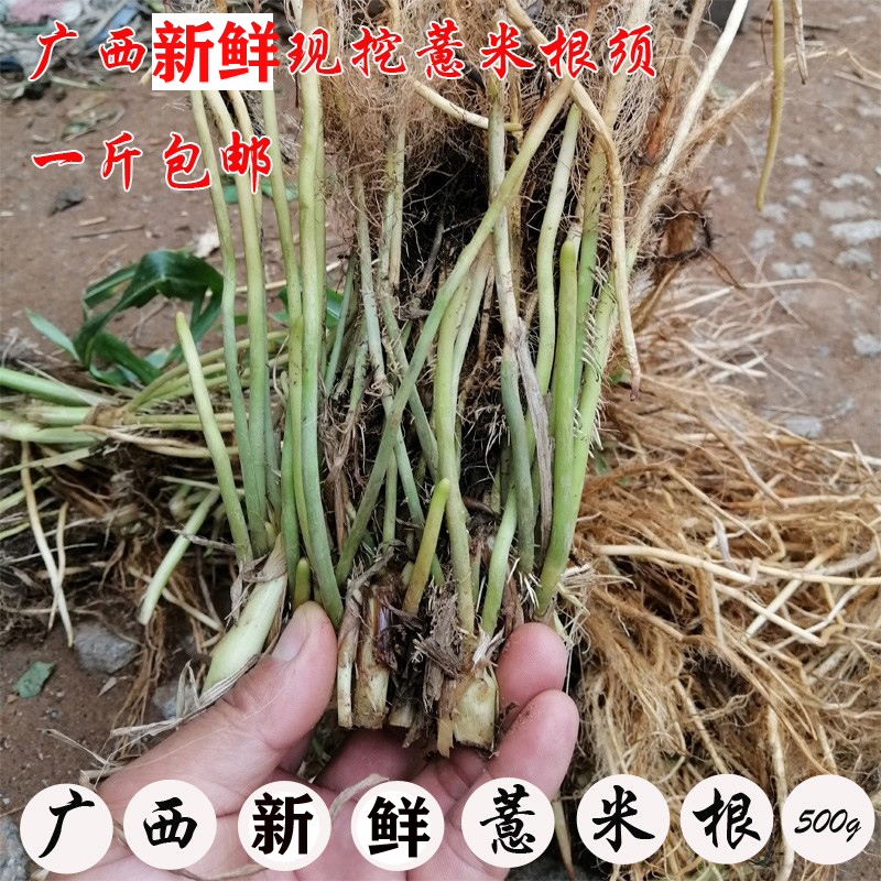 广西现挖尿珠子根新鲜现挖野薏米根尿猪根草珠子纯根500克包邮