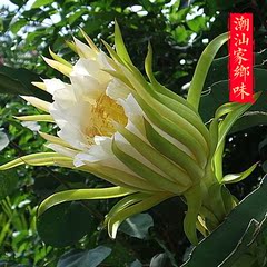 霸王花干 七星剑花干昙花自晒无硫磺广东农家特产港式煲汤料