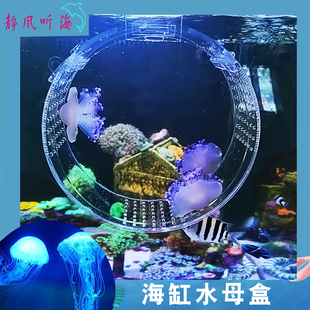 新品隔离盒 水母观赏盒 缸内水母缸 水母专用隔离盒海缸混养水母