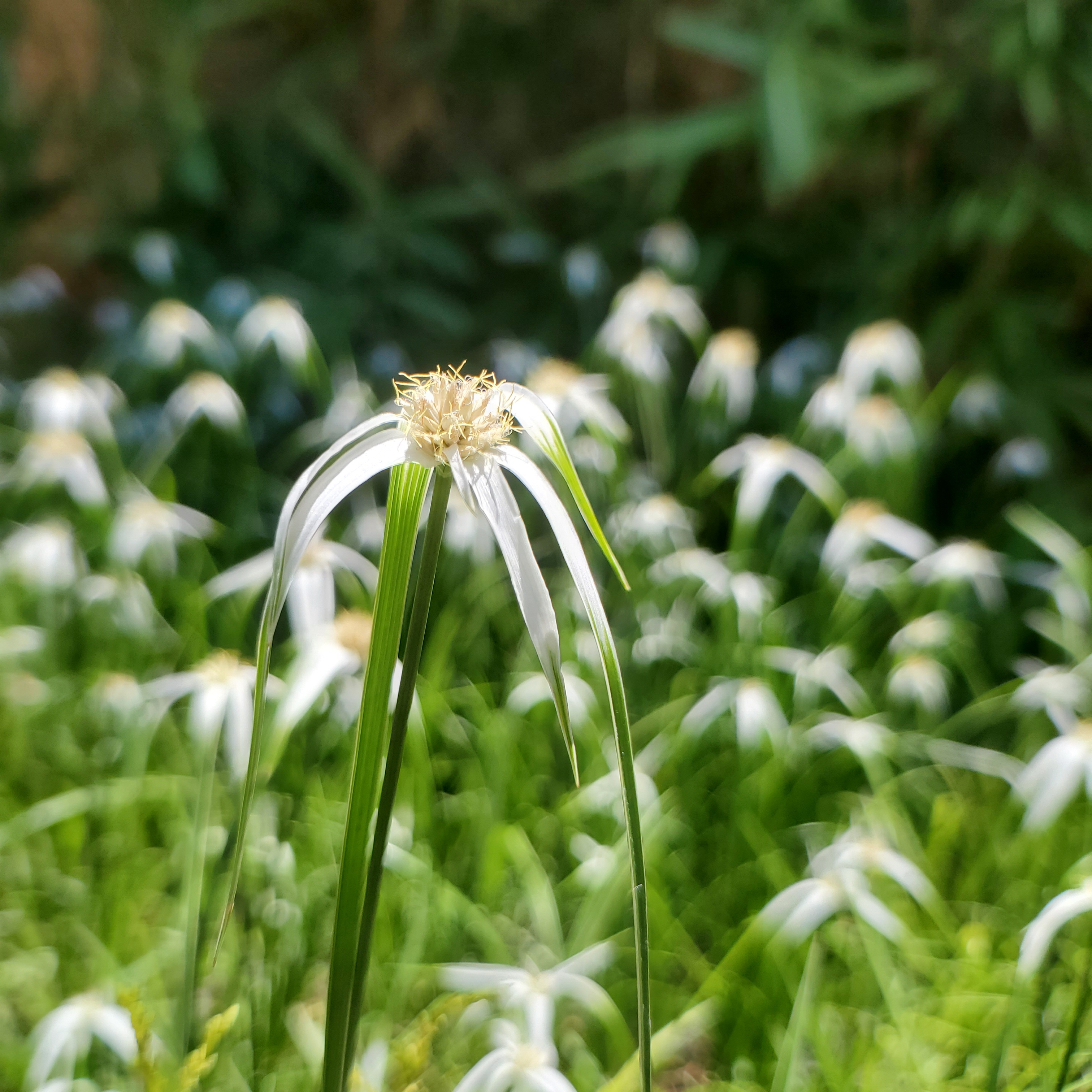 白鸟蚊帐草 日本白鹭菀庭院花园四季开花耐湿山野草可水培