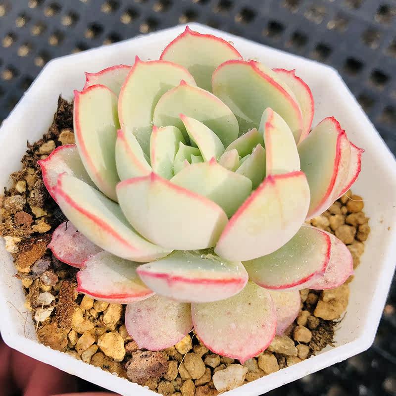 凌波仙子026单头7cm盆 多肉植物 控养老品种 边线明显 叶片红体