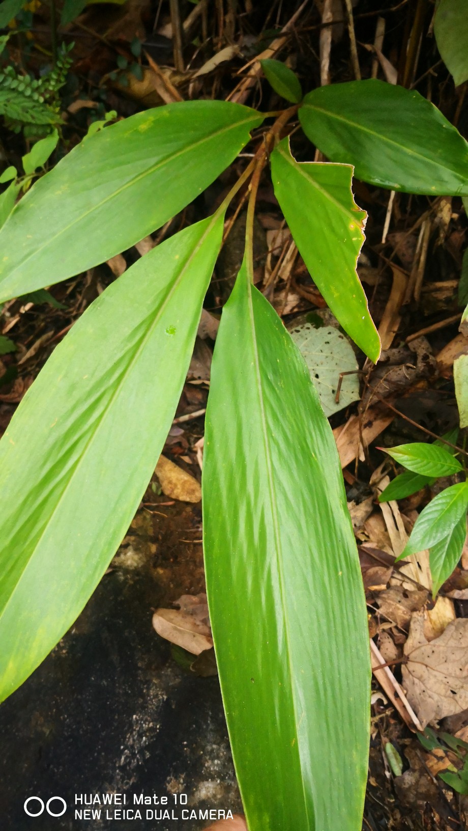 广西原生稀有姜科植物 花卉绿植盆栽 庭院阳台楼顶 雨林植物观叶