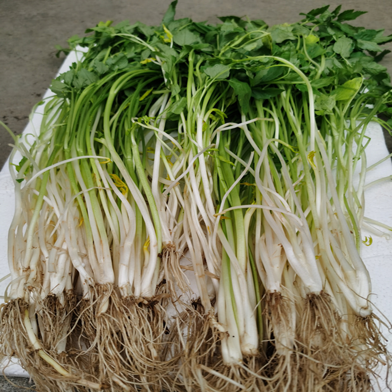 安徽特产芹芽_安徽特产正宗新鲜蔬菜芹芽青芽水芹菜当天现挖发货一份