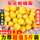 东北姑娘果新鲜当季水果5斤黄菇娘灯笼果大果甜菇娘特产顺丰包邮