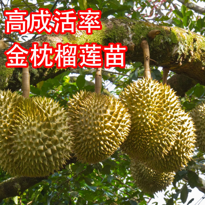 金枕榴莲苗 猫山王 马来西亚 泰国 青尼榴莲树 带土 亚热带果树苗