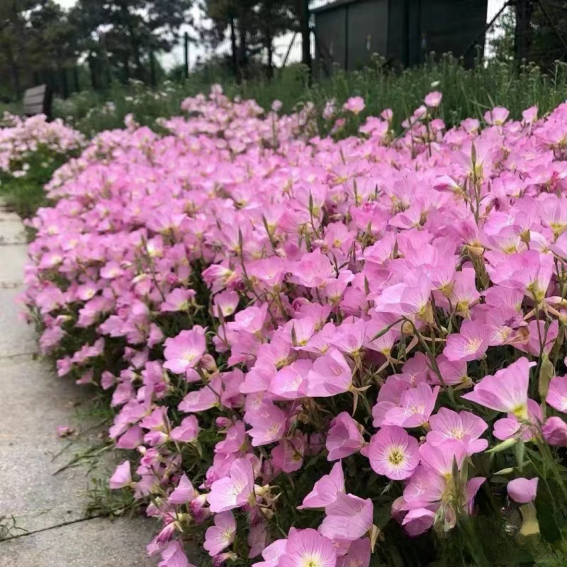 美丽月见草花种籽子多年生宿根易活四季播种开花庭院盆栽耐寒种孑