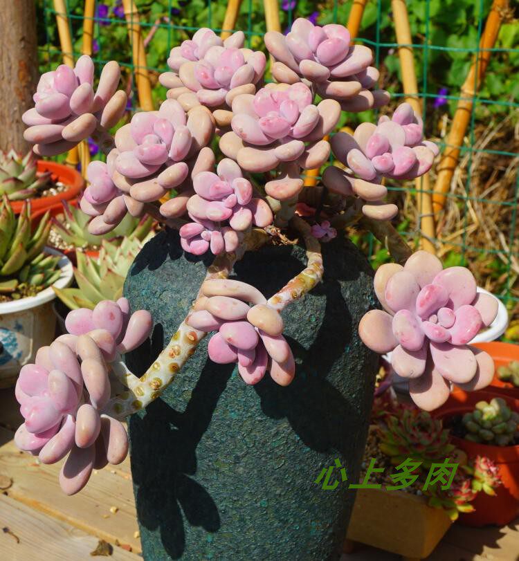 一折桃蛋老桩一物一拍 大