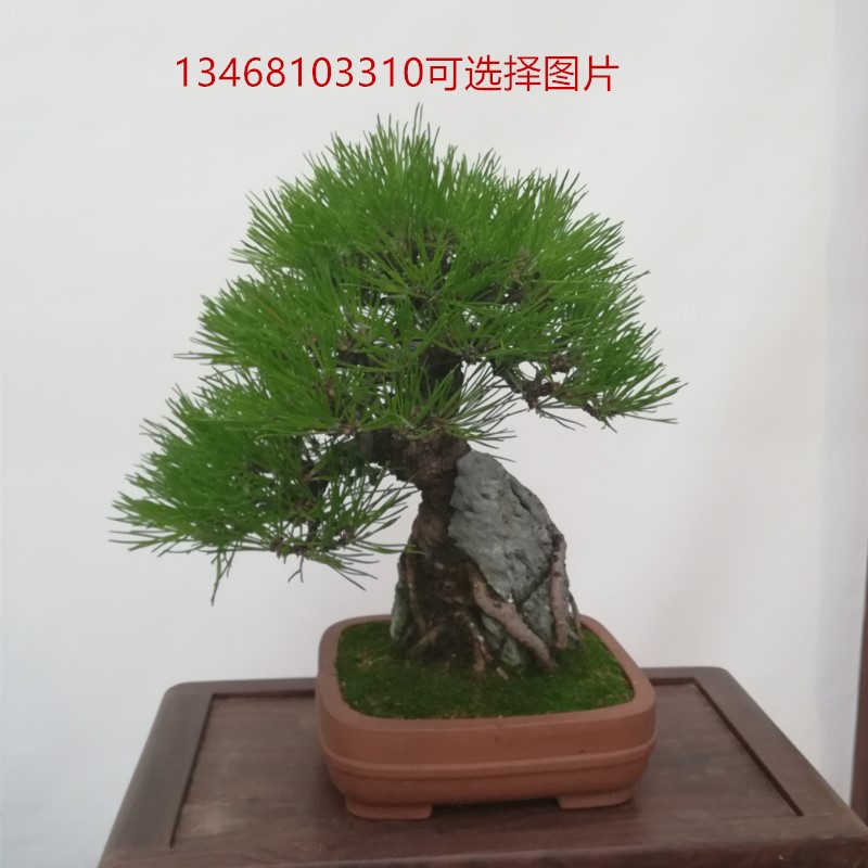 黑松盆景微型小盆景掌上盆景树桩山东矮霸造型观赏盆景三棵包邮在类目 鲜花速递/花卉仿真/绿植园艺, 花卉/绿植盆栽(新), 绿植中 - 来自Buy2taobao.com提供专业的淘宝代购服务