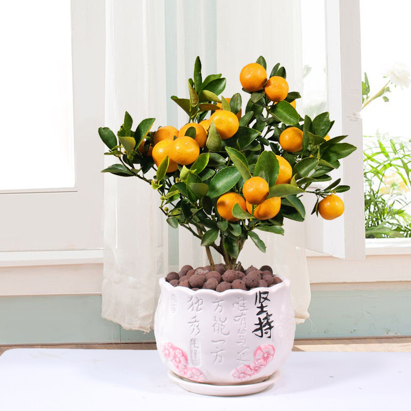 金桔盆栽客厅