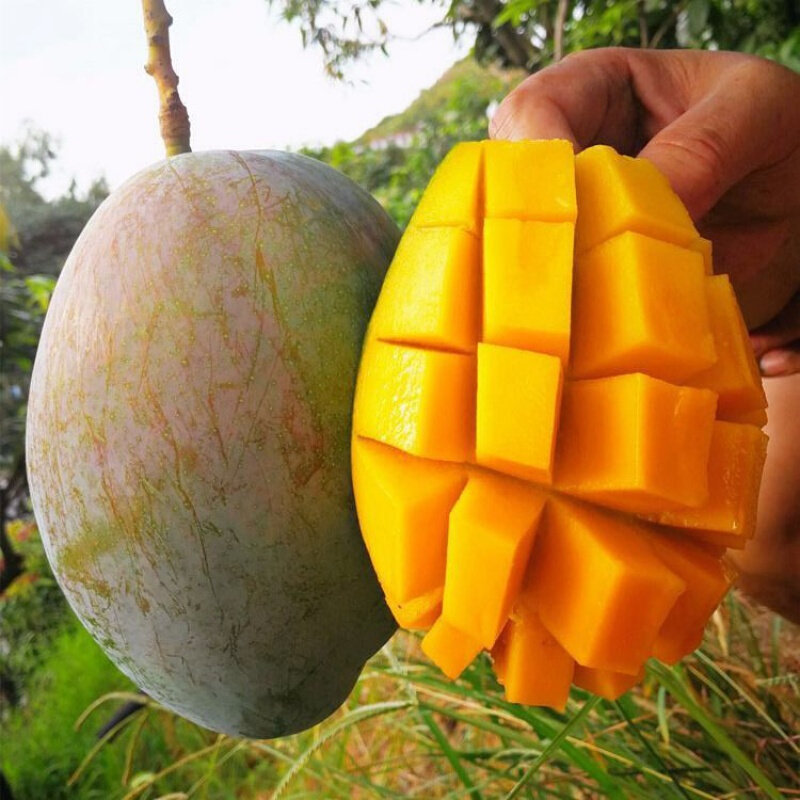 【小文秒杀】攀枝花凯特芒9斤果王——甜一天官方企业店.