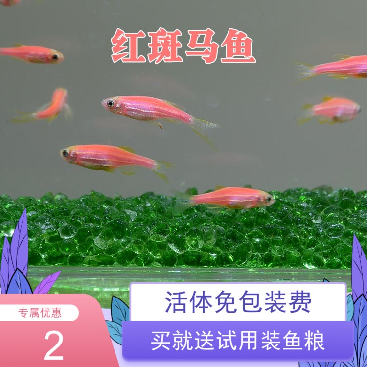 生态瓶鱼斑马鱼活体底栖鼠鱼淡水鱼清洁虾小热带鱼迷你神仙鱼水生|ruв категории животное/Животное питание и принадлежностей, аквариум мира, рыба - от Buy2taobao.com для оказания профессиональной услуги покупки агента Taobao