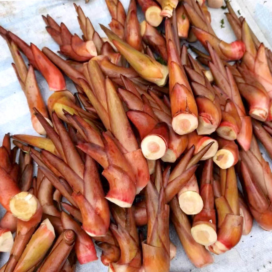 云南特产新鲜草果芽 草果嫩芽 草果笋芽 新鲜蔬菜可凉拌 炒菜500g