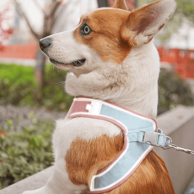 泰迪狗绳子牵引绳