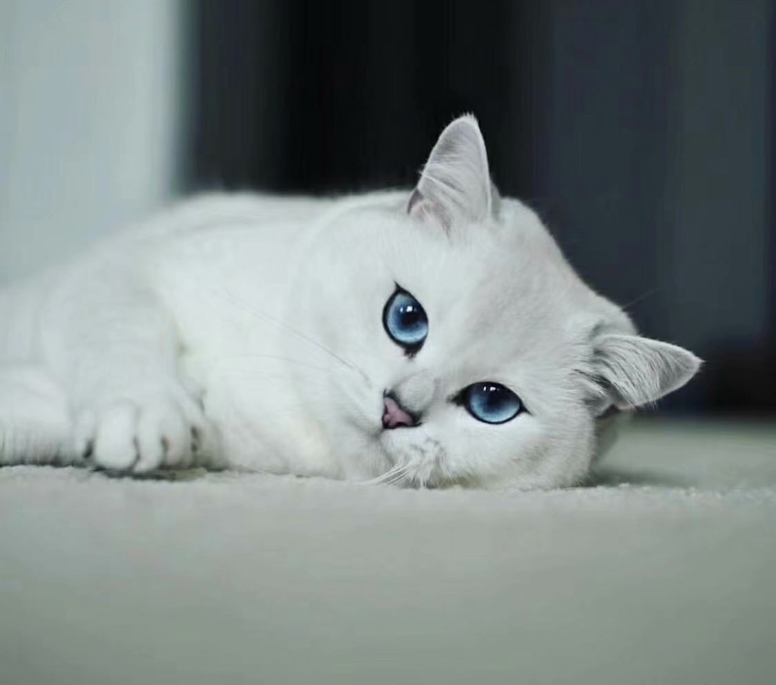 cfa赛级血统英国短毛猫 银点云系渐层猫 大眼睛绿眼睛砖红鼻线