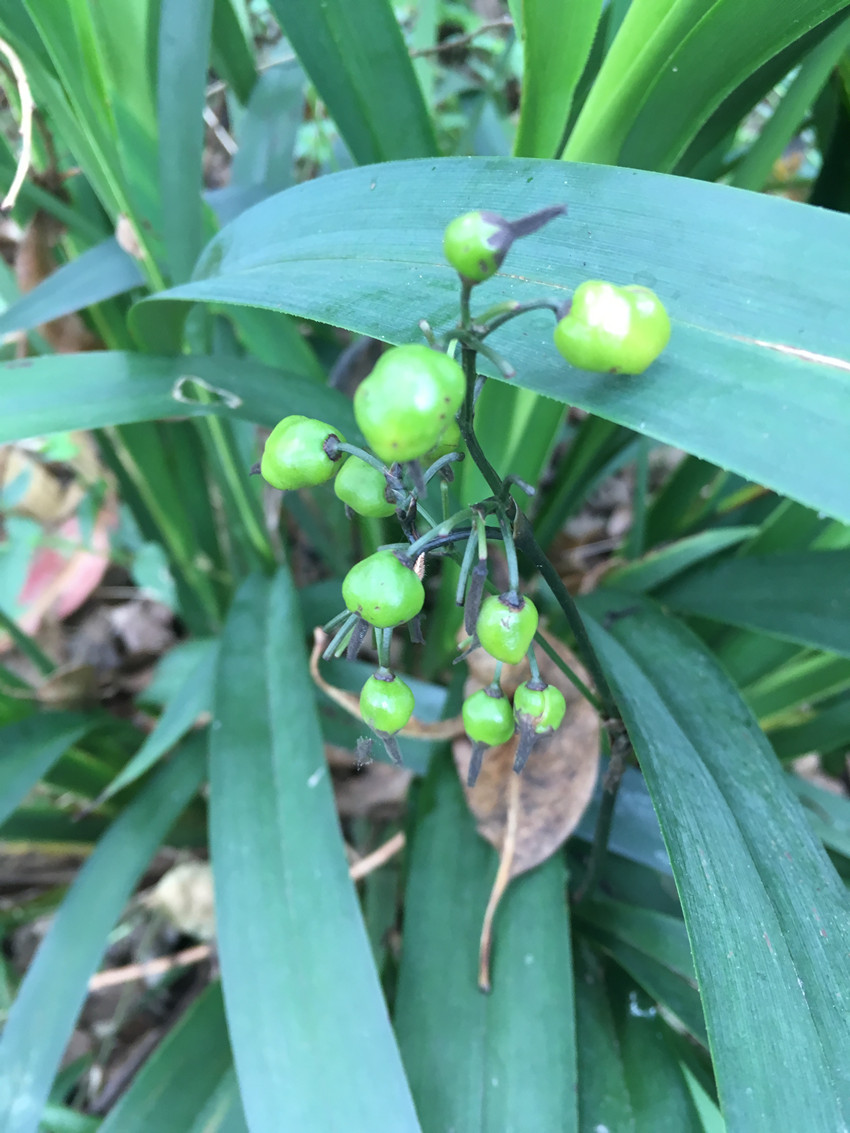 广西深山野生新鲜现采中草药外用山草药山菅兰桔梗兰绞剪草