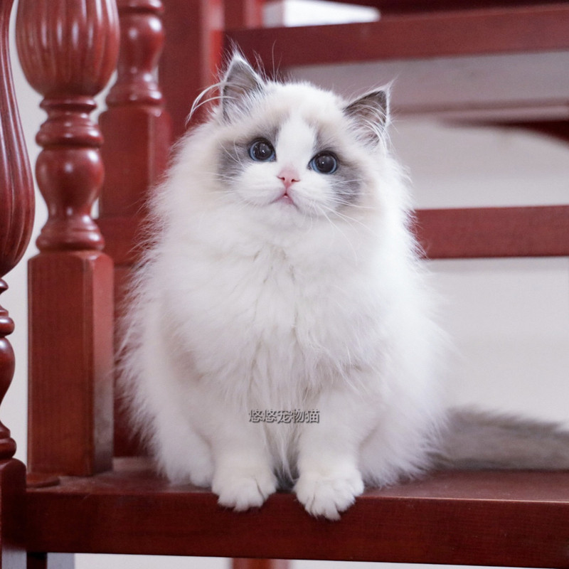 蓝双布偶猫活体幼猫纯种赛级猫咪活物宠物猫幼崽海豹双色爆毛蓝眼