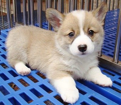 1出售纯种柯基幼犬威尔士短腿双色三色柯基犬小型活体宠物狗