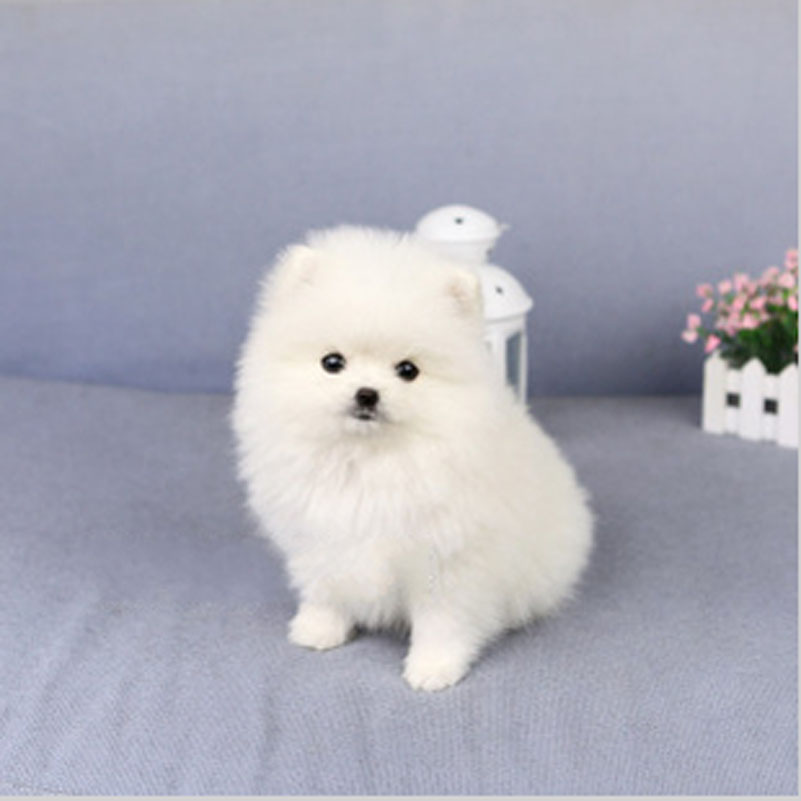 南京纯种博美犬幼犬活体茶杯犬俊介袖珍长不大迷你超小型宠物狗