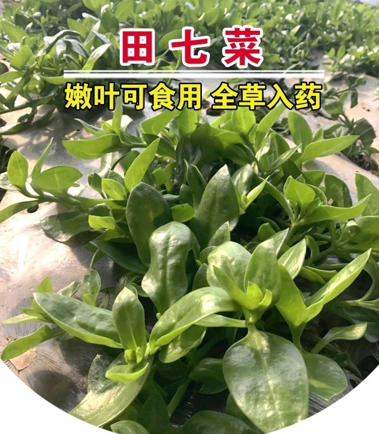 野生大汗菜图片图片