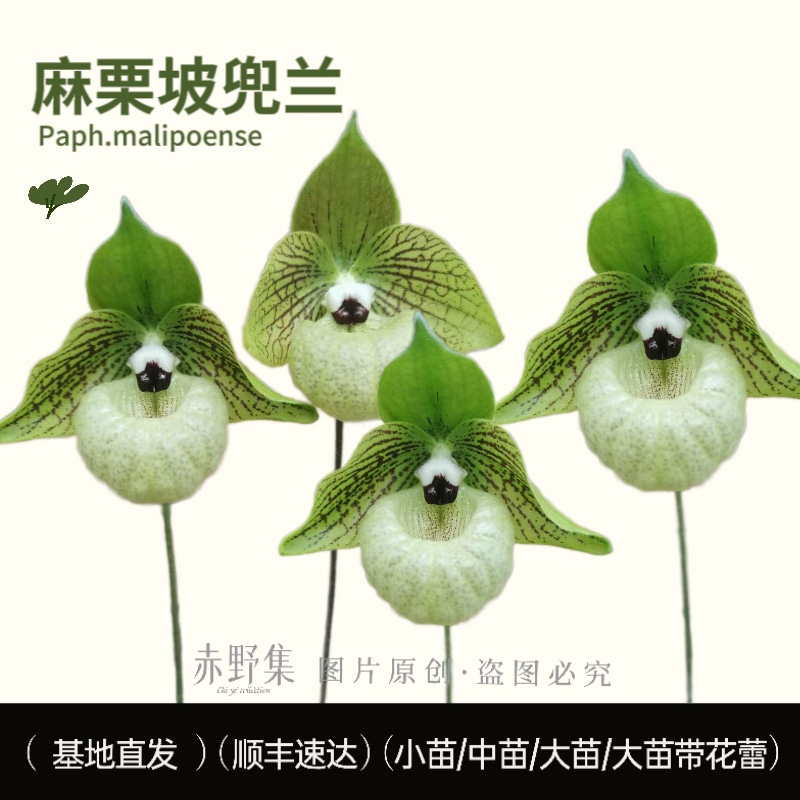 赤野集兜兰麻栗坡花苞实生苗原生种(Paph.malipoense)兰花阳台