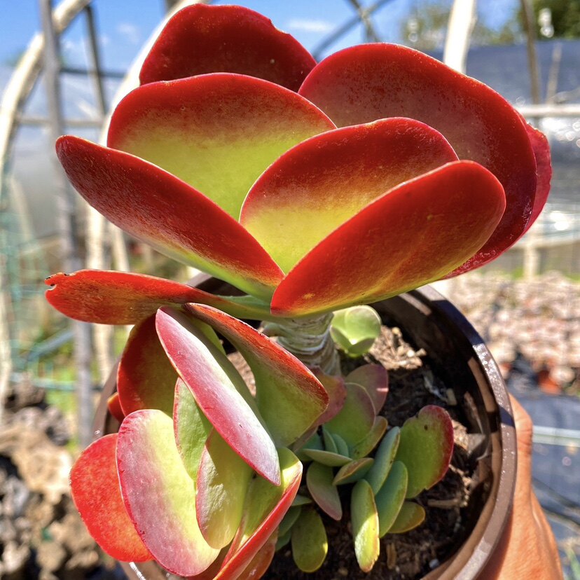 多肉唐印怎么养