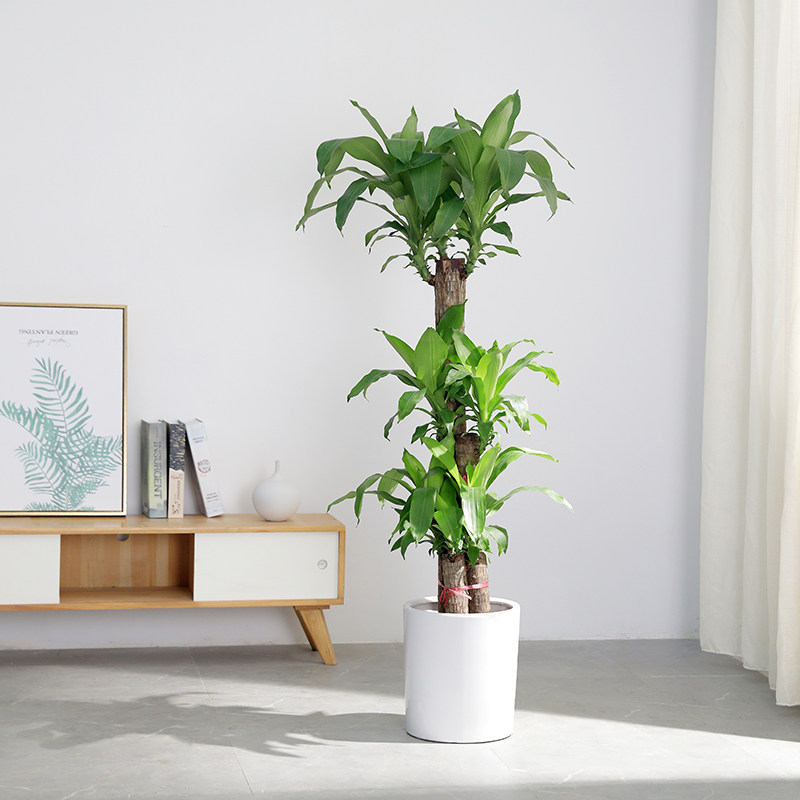 巴西木大盆栽大额优惠券