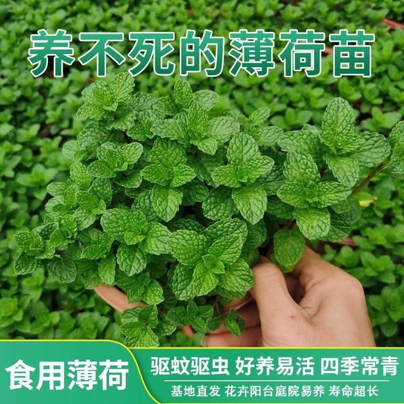 薄荷盆栽新鲜可食用柠檬薄荷叶苗驱蚊草水培好养花卉客厅室内绿植