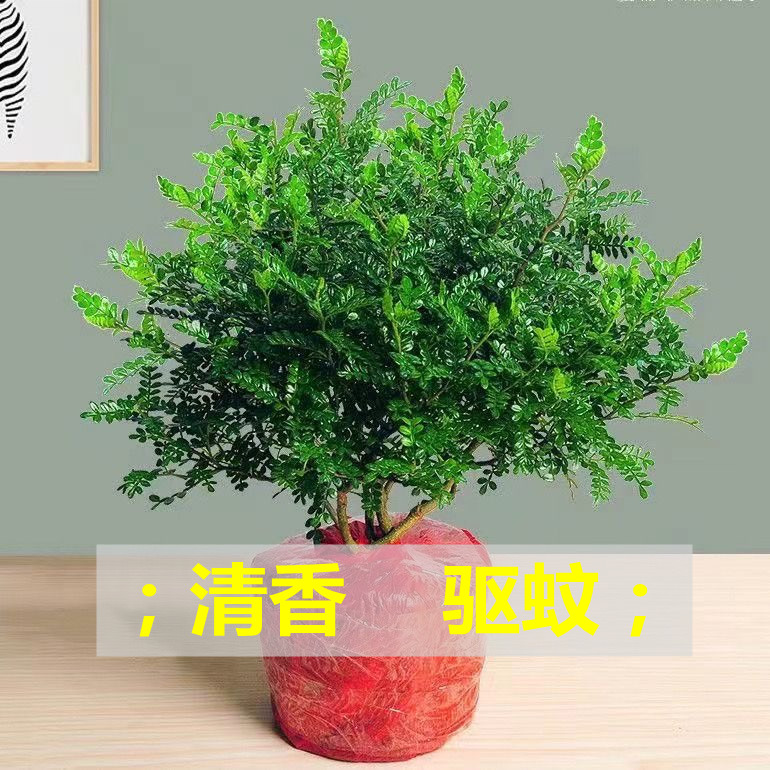 清香木盆栽正宗胡椒木驱蚊草室内花卉绿植除甲醛净化空气植物提神