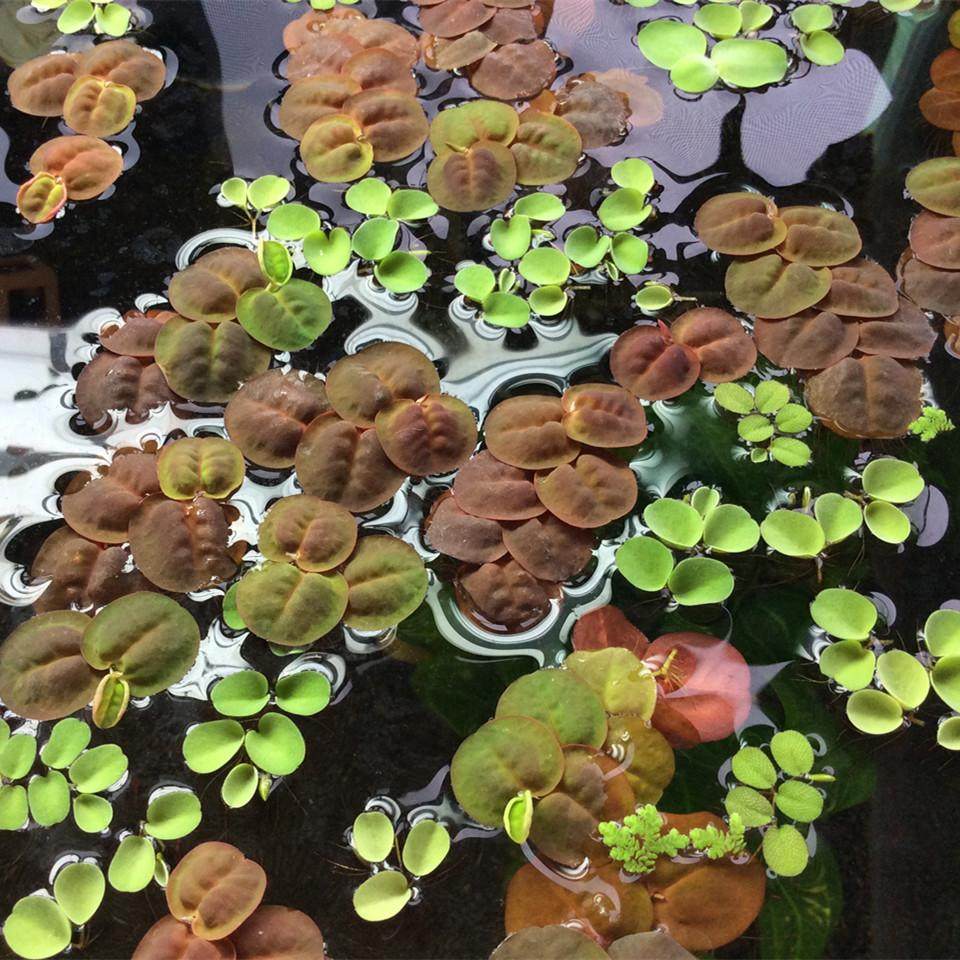 红毛丹水生植物浮萍水草水族微景观水培植物 虾龟缸满懒人植物
