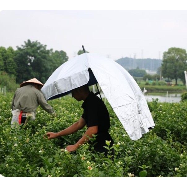 采茶伞遮阳伞采茶伞钓鱼伞防晒伞太阳伞防紫外线采茶神器摘茶叶雨