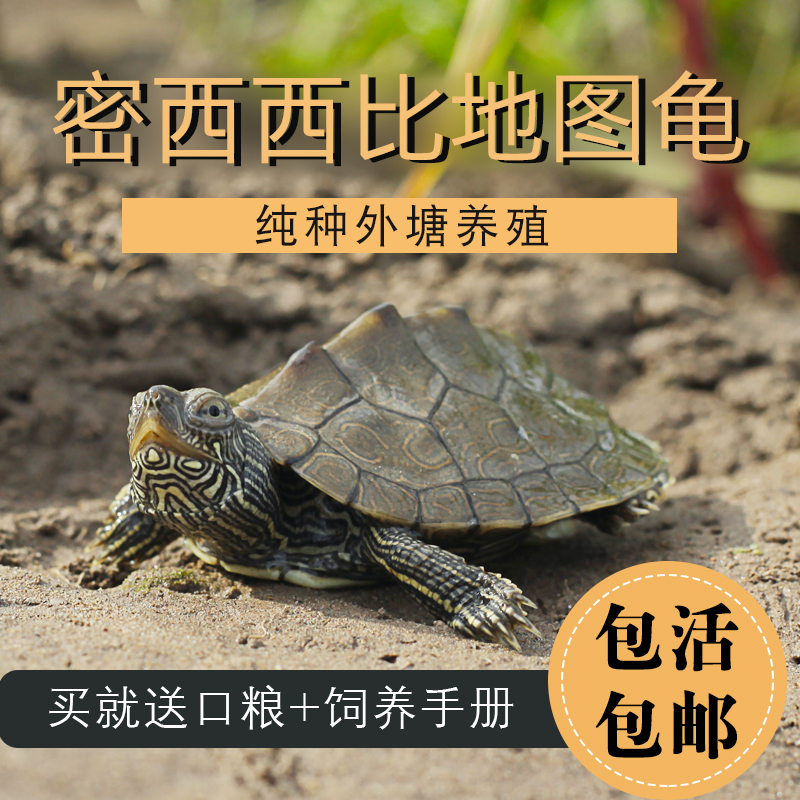 纯种养殖场直发小乌龟活物宠物观赏活体黑瘤密西西比地图龟招财龟在类目 宠物/宠物食品及用品, 水族世界, 龟/鳖中 - 来自Buy2taobao.com提供专业的淘宝代购服务