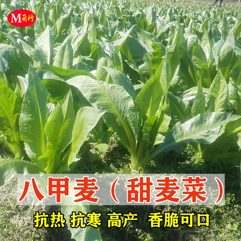 八甲唛甜唛菜无芽苦麦菜种子庭院菜园蔬菜种籽四季易种蔬菜 包邮