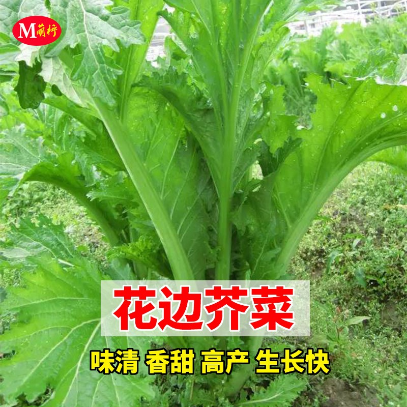 本地三月大菜种子花叶芥菜种籽花边芥菜种籽农家菜园