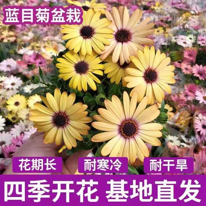 新品白芍蓝目菊南非洲万寿菊重瓣花苗盆栽阳台四季庭院植物