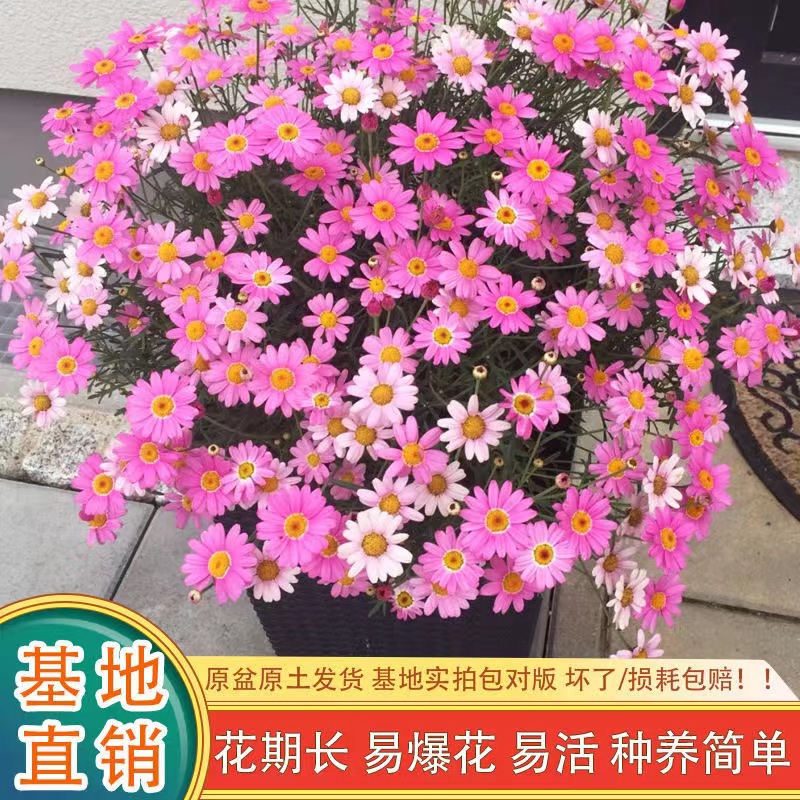 玛格丽特花苗球菊盆栽带花苞菊花大苗多年生四季耐寒阳台庭院花卉