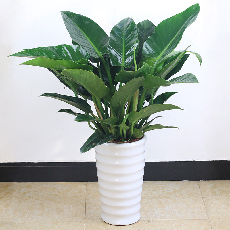 大金钻盆栽室内客厅办公室绿植大叶红钻植物吸甲醛净空气四季常青