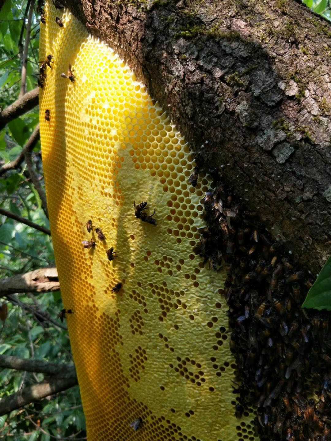 云南野生大挂蜂蜜原始森林大排蜂蜜纯正天然百花蜜雨林马叉蜂巢蜜