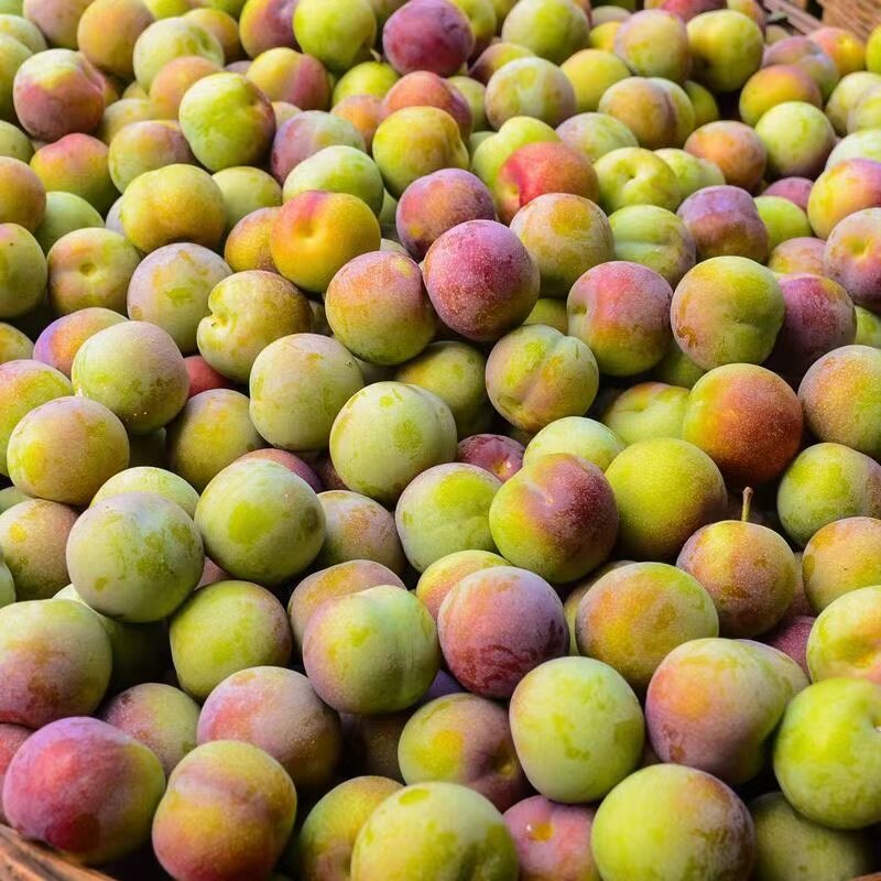 四川乐山新鲜半边红茵红李孕妇甜汶川水果脆甜青脆脱骨土空心李子