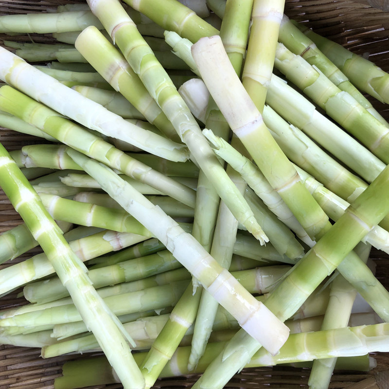 现挖野生小春笋带壳四川新鲜竹笋尖